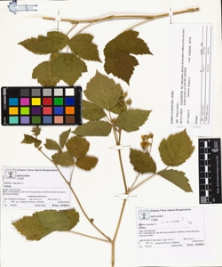 Rubus caes¿us L.