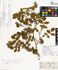 Rosa canina L. sensu Bouleng. var squarrosa Rau