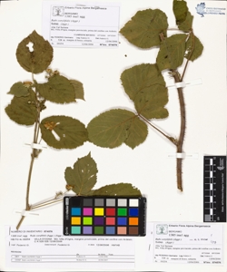 Rubi corylifolii (Aggr.)