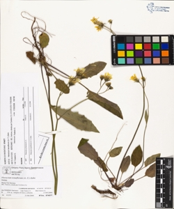 Hieracium tenuiflorum (A.-T.) Zahn