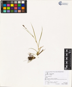 Carex distans L.