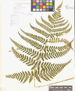 Dryopteris dilatata (Hoffm.) A. Gray
