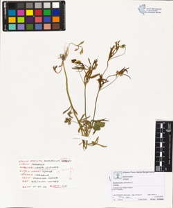 Ranunculus arvens¿s L.