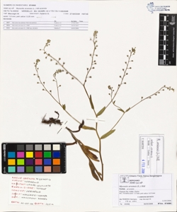 Myosotis arvens¿s (L.) Hill subsp. arvens¿s