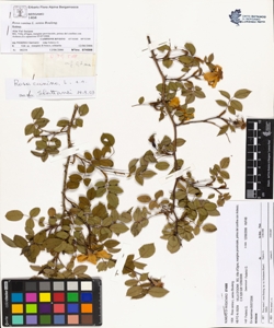 Rosa canina L. sensu Bouleng. var canina