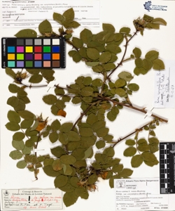 Rosa subcollina (Christ) D.Torre et Sarnth.
