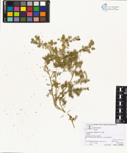 Coronopus didymus (L.) Sm.