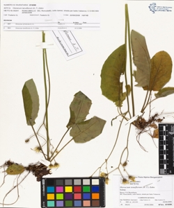 Hieracium tenuiflorum (A.-T.) Zahn