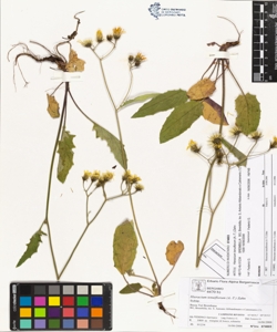 Hieracium tenuiflorum (A.-T.) Zahn