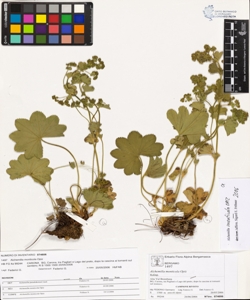 Alchemilla monticola Opiz