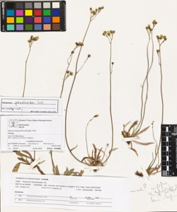 Hieracium piloselloides Vill.