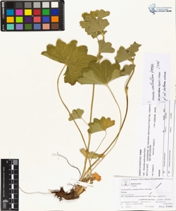 Alchemilla xanthochlora Rothm.