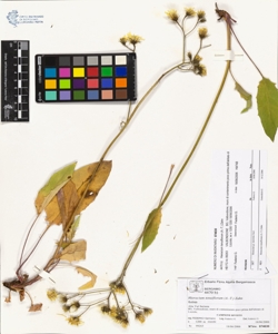 Hieracium tenuiflorum (A.-T.) Zahn
