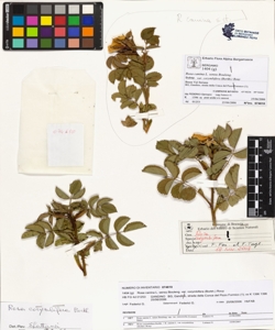 Rosa canina L. sensu Bouleng. var corymbifera (Borkh.) Rouy
