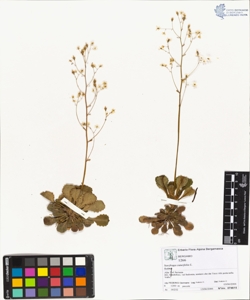 Saxifraga cuneifolia L.
