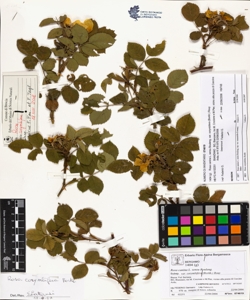 Rosa canina L. sensu Bouleng. var corymbifera (Borkh.) Rouy