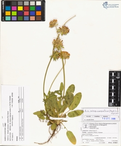 Anthyllis vulneraria L. subsp. carpatica (Pant.) Nyman