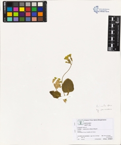 Primula veris L. subsp. canescens (Opiz) Hayek