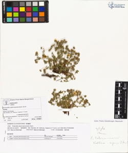 Potentilla tabernaemontani Asch.