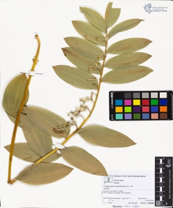 Polygonatum multiflorum (L.) All.