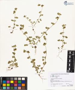 Medicago minima (L.) Bartal.