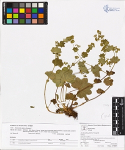 Alchemilla glabra Neygenf.