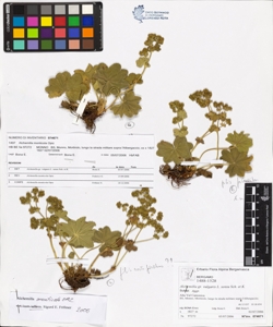 Alchemilla monticola Opiz