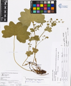 Alchemilla obtusa Buser