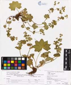 Alchemilla glabra Neygenf.