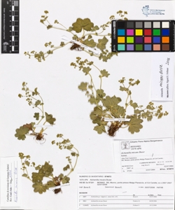 Alchemilla micans Buser
