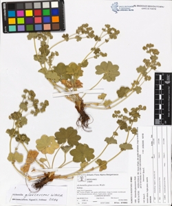 Alchemilla glaucescens Wallr.