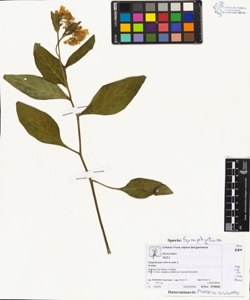 Symphytum tuberosum L.