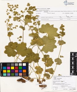 Alchemilla glabra Neygenf.