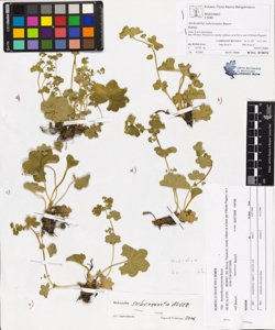 Alchemilla subcrenata Buser