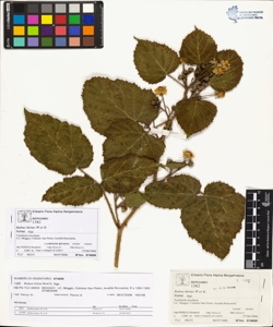 Rubus hirtus W.et K. (Agg.)