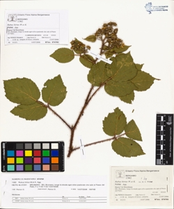 Rubus hirtus W.et K. (Agg.)