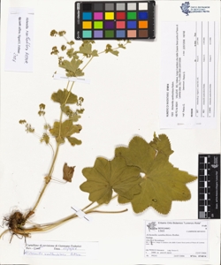 Alchemilla xanthochlora Rothm.