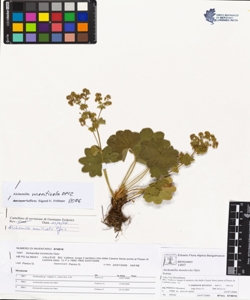 Alchemilla monticola Opiz