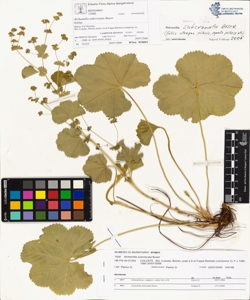 Alchemilla subcrenata Buser