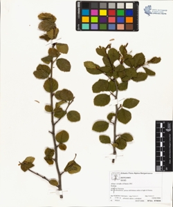Alnus viridis (Chaix) DC.