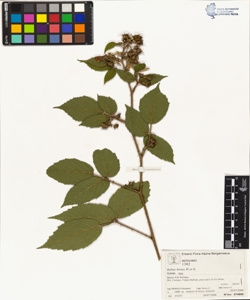 Rubus hirtus W.et K. (Agg.)