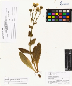Hieracium amplexicaule L. subsp. berardianum (A.-T) Z.