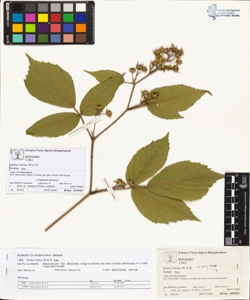 Rubus hirtus W.et K. (Agg.)