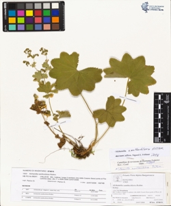 Alchemilla xanthochlora Rothm.