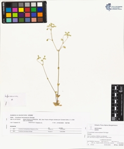 Cerastium tenoreanum Seringe