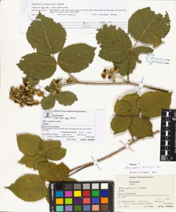 Rubi suberectigeni (Ser.)