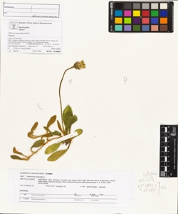 Hieracium pilosella L.
