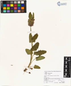 Stachys pradica (Zanted.) Greuter et Pign.