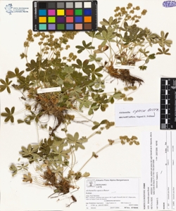 Alchemilla opaca Buser