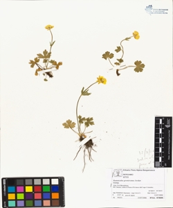 Ranunculus grenieranus Jordan